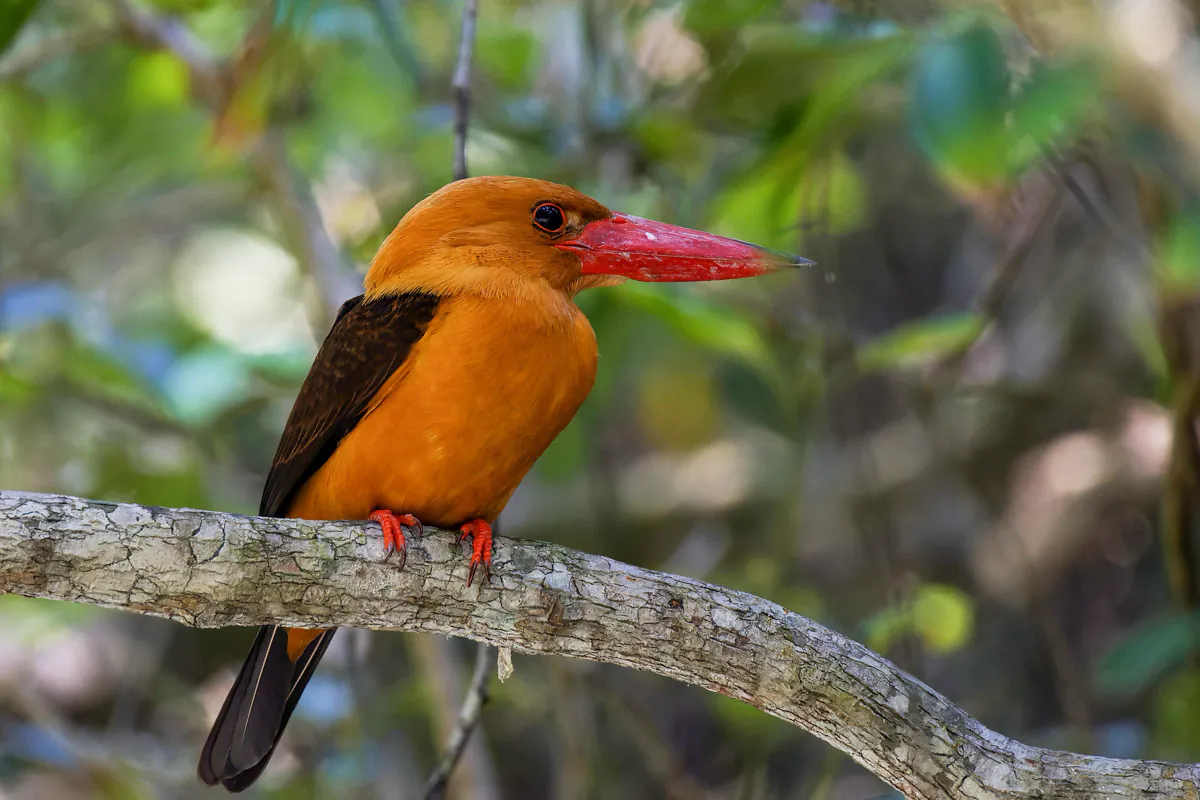 A kingfisher with orange plumage, brown wings and a large red bill perched on a branch